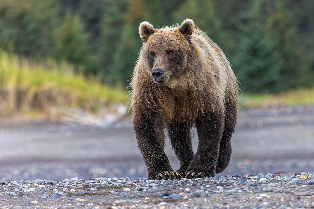 Grizzly bear-Lake Clark National Park and Preserve-Alaska art print by Adam Jones for $57.95 CAD